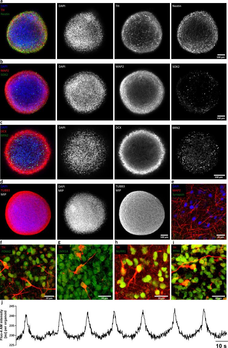 https://cdn.ncbi.nlm.nih.gov/pmc/blobs/12a2/7609049/4401c4217650/elife-52904-fig2-figsupp2.jpg