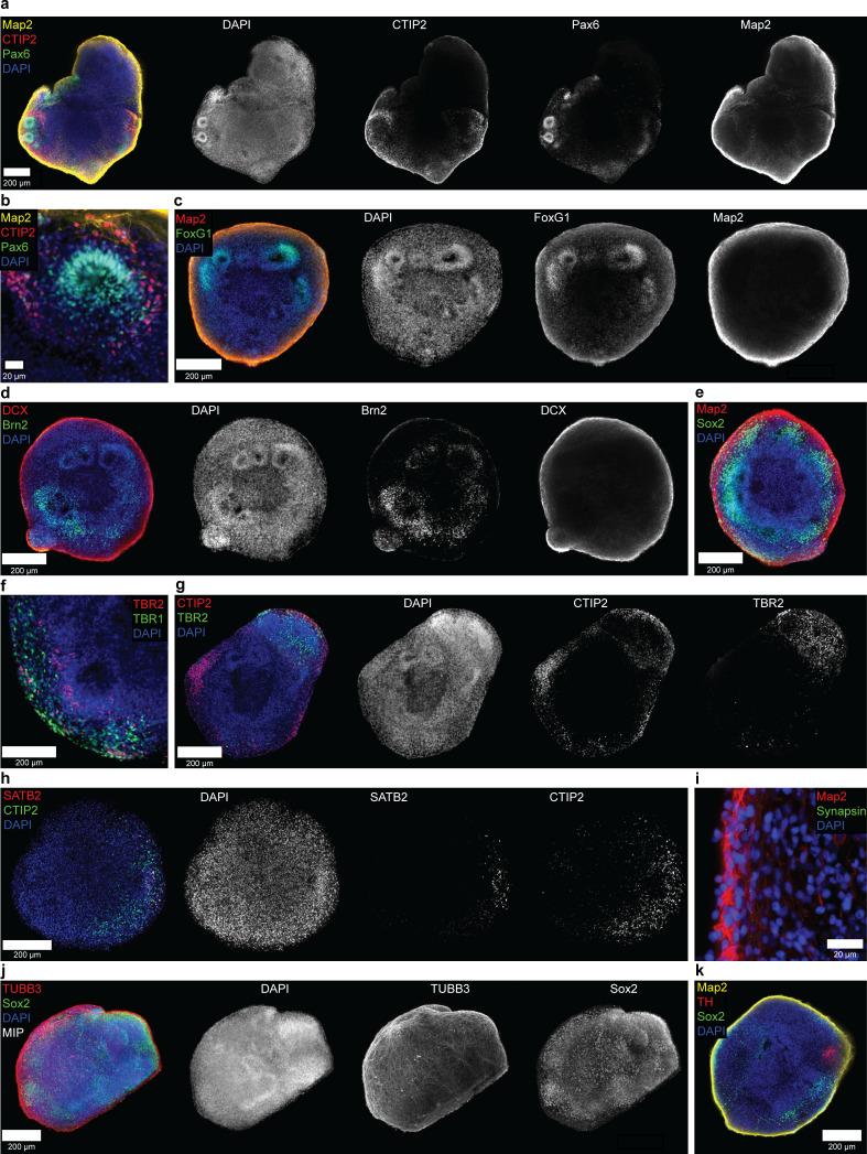 https://cdn.ncbi.nlm.nih.gov/pmc/blobs/12a2/7609049/70590de40b8d/elife-52904-fig7-figsupp2.jpg