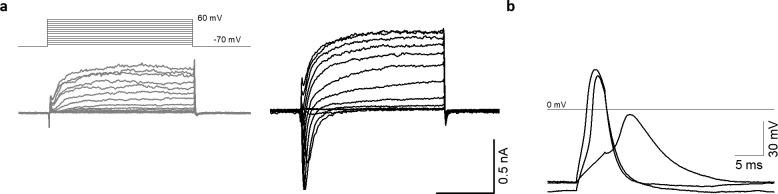 https://cdn.ncbi.nlm.nih.gov/pmc/blobs/12a2/7609049/85a22c7e6825/elife-52904-fig4-figsupp1.jpg