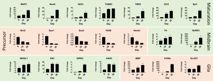 https://cdn.ncbi.nlm.nih.gov/pmc/blobs/12a2/7609049/998defab9385/elife-52904-fig3.jpg