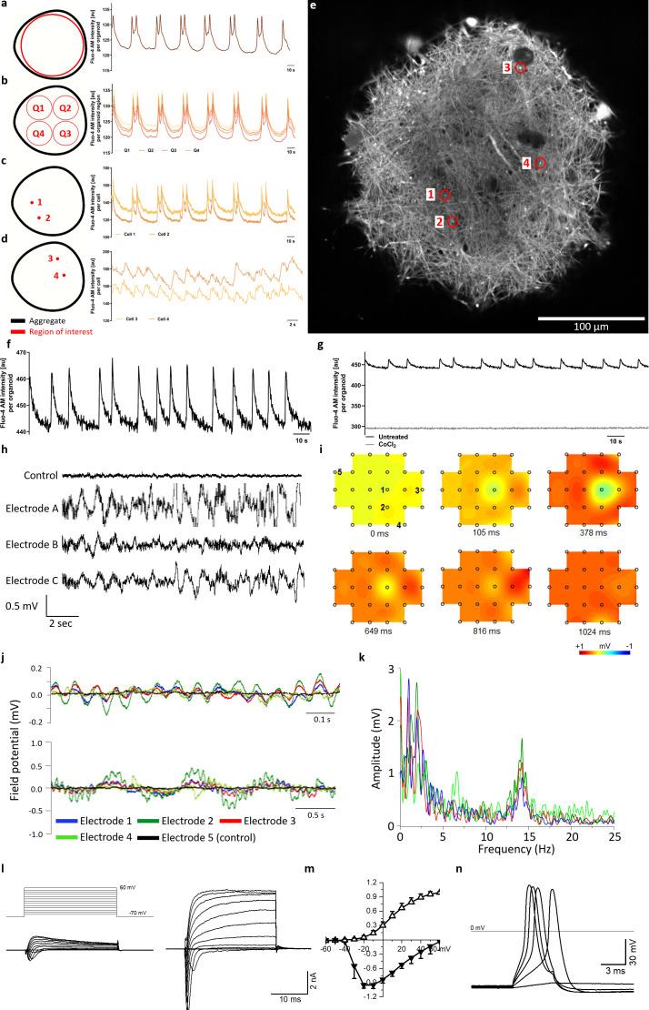https://cdn.ncbi.nlm.nih.gov/pmc/blobs/12a2/7609049/a12e6c3136c1/elife-52904-fig4.jpg