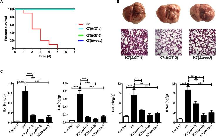 https://cdn.ncbi.nlm.nih.gov/pmc/blobs/12a4/6546894/d628f65c54b5/fmicb-10-01189-g006.jpg