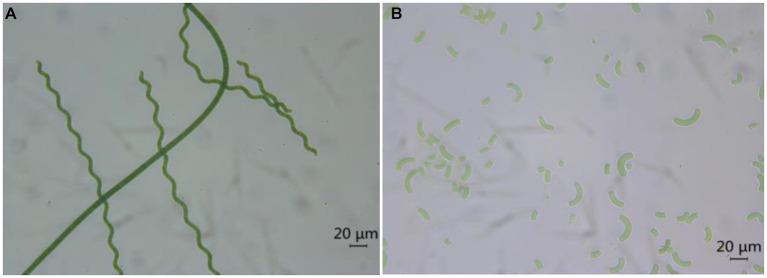 https://cdn.ncbi.nlm.nih.gov/pmc/blobs/12a5/11409848/12b3238da7da/fnut-11-1455553-g004.jpg