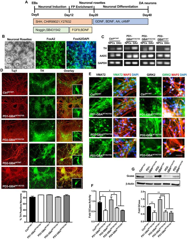 https://cdn.ncbi.nlm.nih.gov/pmc/blobs/12a7/10272450/2c75b961fe3f/fnins-17-1152503-g001.jpg