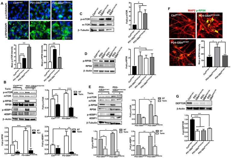https://cdn.ncbi.nlm.nih.gov/pmc/blobs/12a7/10272450/91a2274e11bc/fnins-17-1152503-g005.jpg