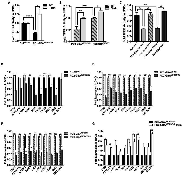 https://cdn.ncbi.nlm.nih.gov/pmc/blobs/12a7/10272450/e692f10b585b/fnins-17-1152503-g002.jpg