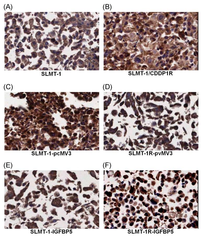 https://cdn.ncbi.nlm.nih.gov/pmc/blobs/12a8/6210716/45dd7040c52b/cells-07-00143-g004.jpg