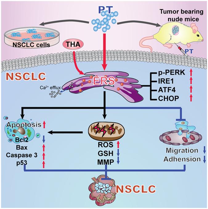 https://cdn.ncbi.nlm.nih.gov/pmc/blobs/12ad/5556085/ad711b8391a8/41598_2017_8547_Fig9_HTML.jpg