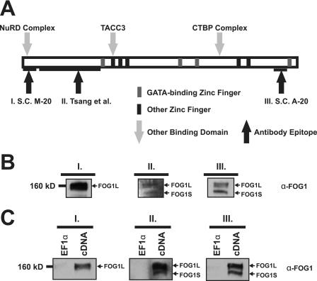 https://cdn.ncbi.nlm.nih.gov/pmc/blobs/12bb/2785561/4f505c4636fa/zbc0440990920002.jpg