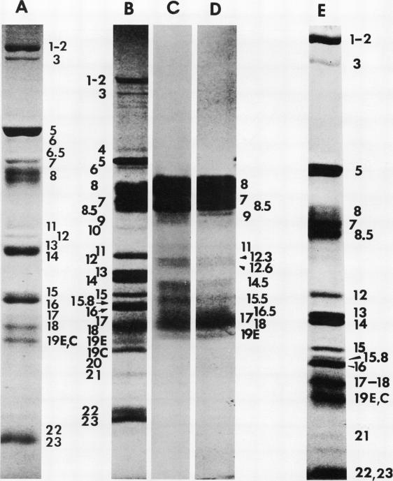 https://cdn.ncbi.nlm.nih.gov/pmc/blobs/12bc/355559/4b805cef1f14/jvirol00249-0247-a.jpg