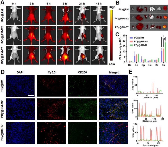 https://cdn.ncbi.nlm.nih.gov/pmc/blobs/12bd/10935025/8e6b7cc3f971/gr4.jpg