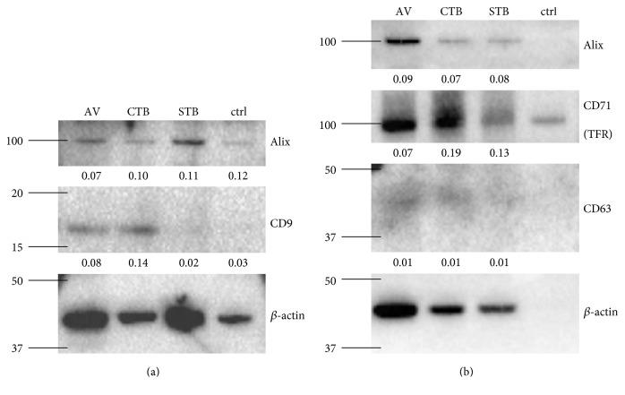 https://cdn.ncbi.nlm.nih.gov/pmc/blobs/12bd/5451862/10e401204ba0/DM2017-9653194.001.jpg