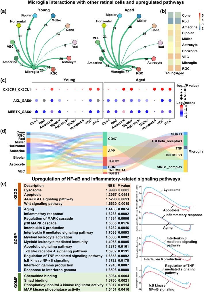 https://cdn.ncbi.nlm.nih.gov/pmc/blobs/12bf/12341814/72d78b1f26c1/ACEL-24-e70097-g002.jpg