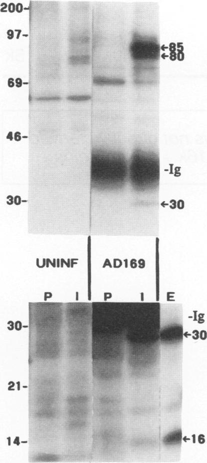 https://cdn.ncbi.nlm.nih.gov/pmc/blobs/12c0/237387/805ebef73a09/jvirol00022-0527-a.jpg
