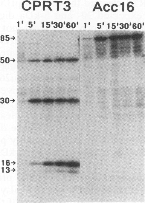 https://cdn.ncbi.nlm.nih.gov/pmc/blobs/12c0/237387/c0ec229b70d3/jvirol00022-0526-b.jpg