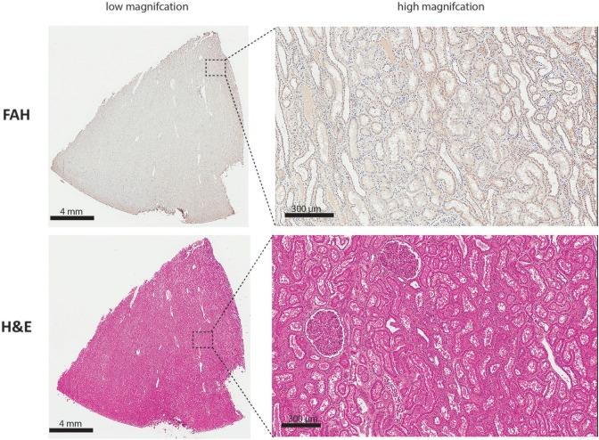 https://cdn.ncbi.nlm.nih.gov/pmc/blobs/12c0/6322137/7de83337dceb/10.1177_0963689718814188-fig5.jpg
