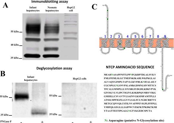 https://cdn.ncbi.nlm.nih.gov/pmc/blobs/12cd/5983131/c8f38b5ce98f/HEP4-2-693-g002.jpg