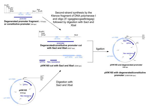 https://cdn.ncbi.nlm.nih.gov/pmc/blobs/12cf/1913913/cdcbe3306482/1472-6750-7-34-5.jpg