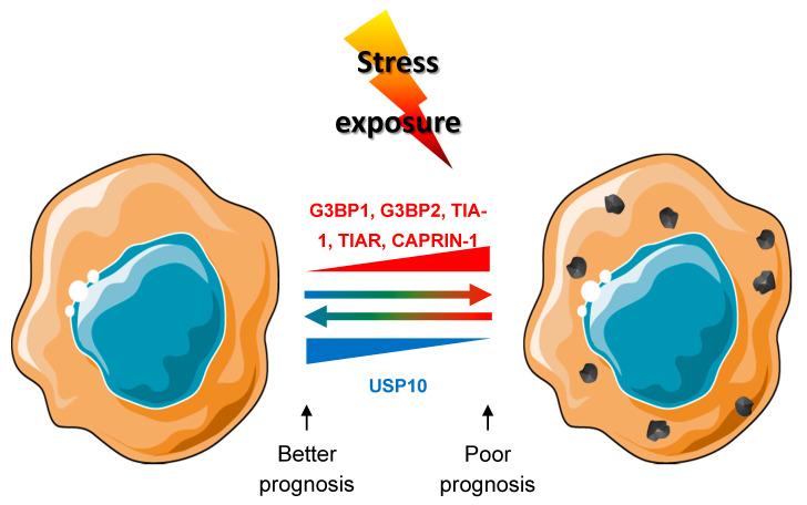 https://cdn.ncbi.nlm.nih.gov/pmc/blobs/12cf/7564653/331fececffb2/cancers-12-02470-g005.jpg
