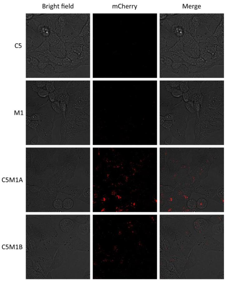 https://cdn.ncbi.nlm.nih.gov/pmc/blobs/12d2/10673611/59e0f561b0da/molecules-28-07519-g005.jpg