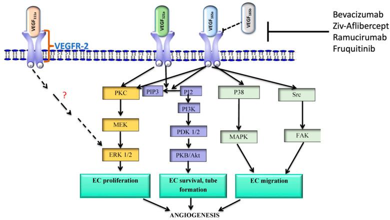 https://cdn.ncbi.nlm.nih.gov/pmc/blobs/12d2/10854977/064c8410643a/cells-13-00245-g002.jpg