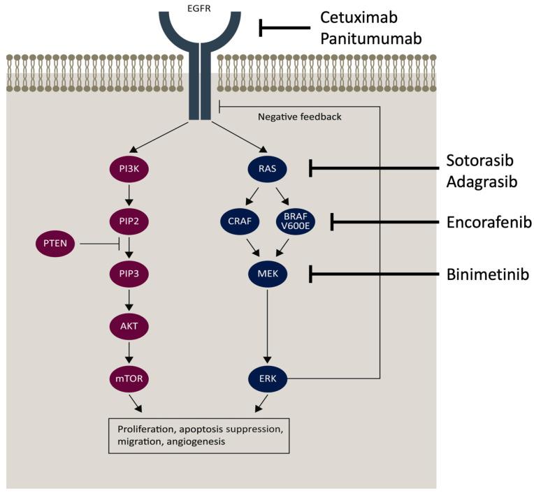 https://cdn.ncbi.nlm.nih.gov/pmc/blobs/12d2/10854977/81b96ceac021/cells-13-00245-g001.jpg