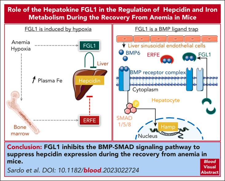 https://cdn.ncbi.nlm.nih.gov/pmc/blobs/12d6/11103088/9b2492ad9ed6/BLOOD_BLD-2023-022724-ga1.jpg