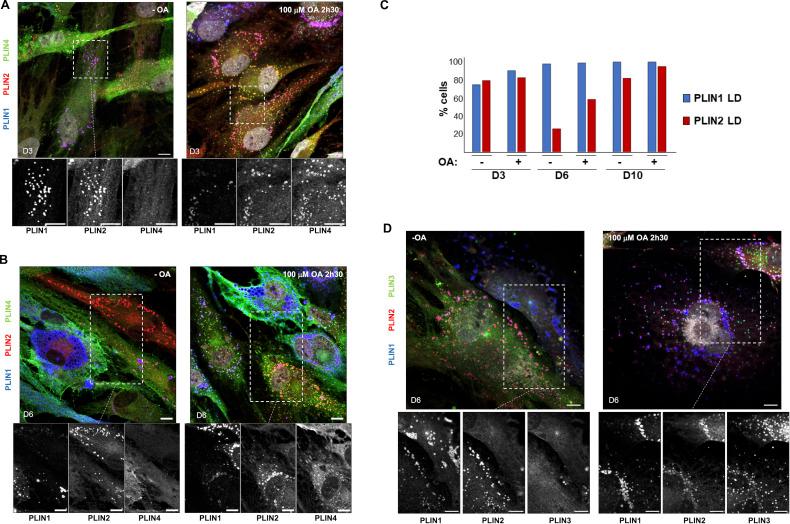 https://cdn.ncbi.nlm.nih.gov/pmc/blobs/12da/11413419/638270719a86/JCB_202403064_FigS1.jpg