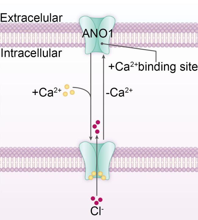 https://cdn.ncbi.nlm.nih.gov/pmc/blobs/12dd/12067801/2863e8b2259a/fimmu-16-1570333-g002.jpg