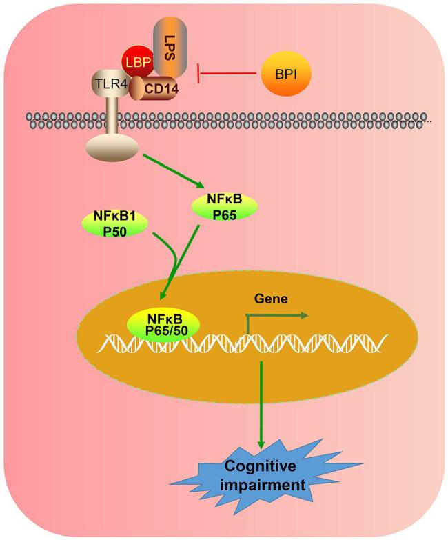 https://cdn.ncbi.nlm.nih.gov/pmc/blobs/12df/7905103/ca45103cc11e/fphys-11-00718-g005.jpg