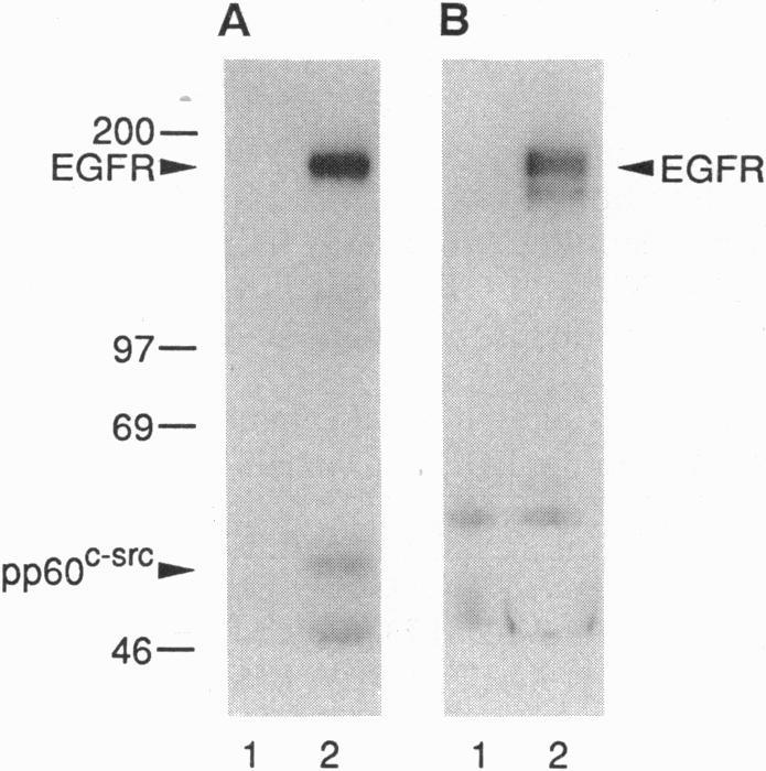 https://cdn.ncbi.nlm.nih.gov/pmc/blobs/12e2/42890/fe7f47e5f34f/pnas01532-0102-b.jpg