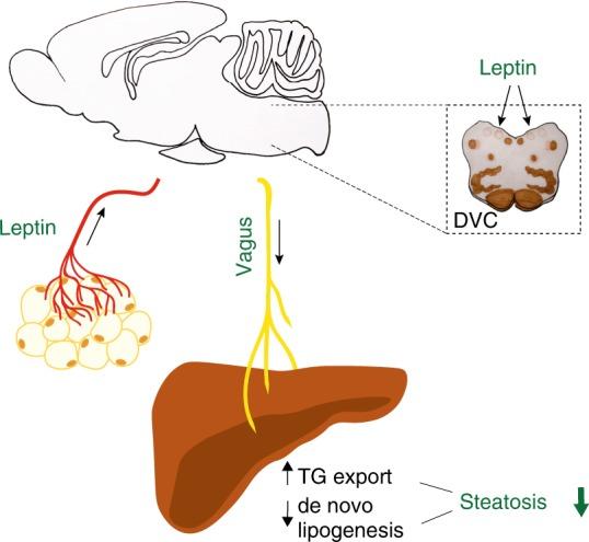 https://cdn.ncbi.nlm.nih.gov/pmc/blobs/12e2/6586634/4eb0409c6bd5/41467_2019_10684_Fig6_HTML.jpg