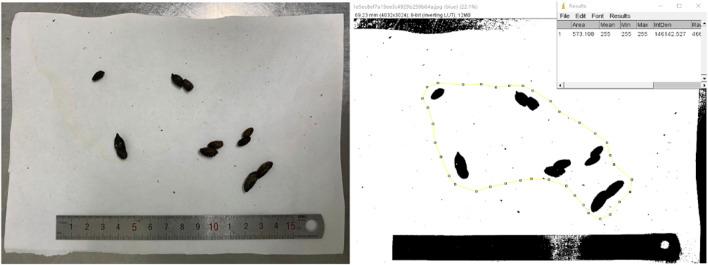 https://cdn.ncbi.nlm.nih.gov/pmc/blobs/12e3/8476869/ec0581c70761/fphar-12-596686-g002.jpg