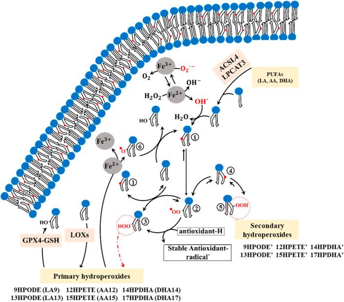 https://cdn.ncbi.nlm.nih.gov/pmc/blobs/12eb/11602475/ca72a6d6e6d0/fmolb-11-1494257-g001.jpg