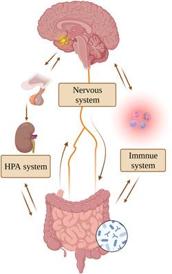 https://cdn.ncbi.nlm.nih.gov/pmc/blobs/12eb/11649388/a97e1f4ed442/IBRA-10-477-g001.jpg