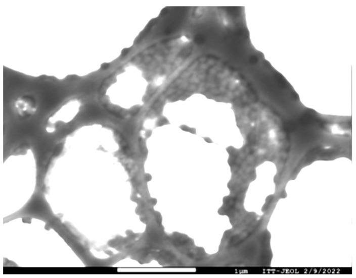 https://cdn.ncbi.nlm.nih.gov/pmc/blobs/12ee/11675903/6e6da2980bc3/gels-10-00806-g002.jpg