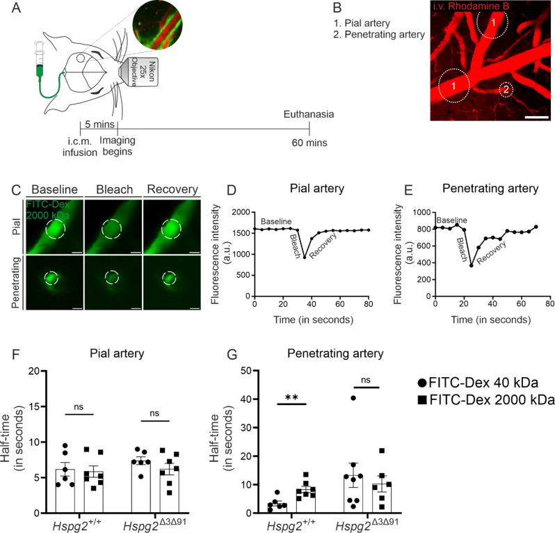 https://cdn.ncbi.nlm.nih.gov/pmc/blobs/12f1/12063283/49d52014f9d8/12987_2025_648_Fig4_HTML.jpg