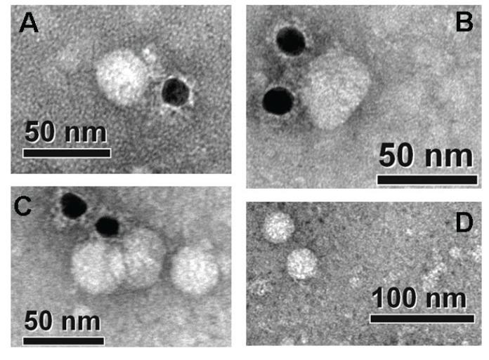 https://cdn.ncbi.nlm.nih.gov/pmc/blobs/12f7/12128952/3e37938e4c31/IJB-23-e4024-g005.jpg