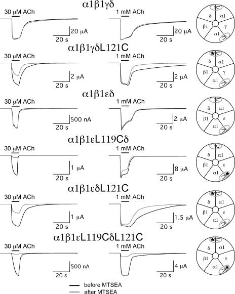 https://cdn.ncbi.nlm.nih.gov/pmc/blobs/12f7/3068282/457f95d3acf0/JGP_201010587_GS_Fig4.jpg