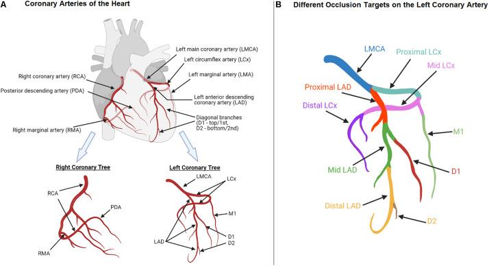 https://cdn.ncbi.nlm.nih.gov/pmc/blobs/12f8/8116580/bf8cc6e2d3e2/fbioe-09-673683-g001.jpg