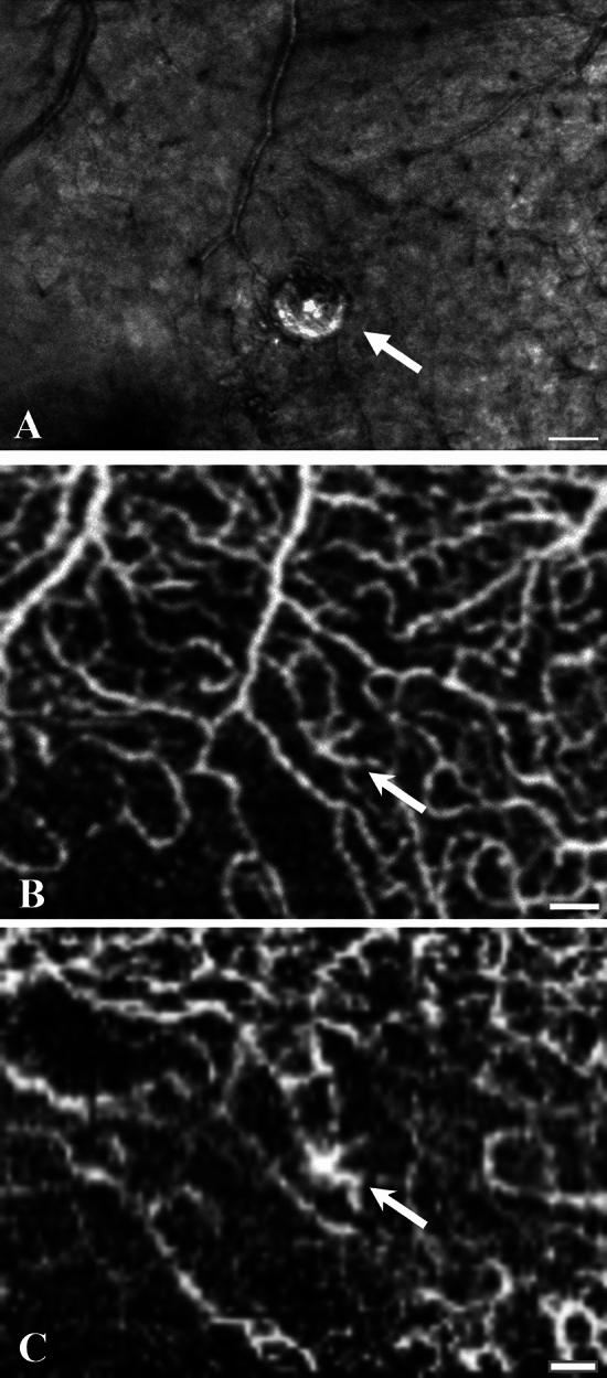 https://cdn.ncbi.nlm.nih.gov/pmc/blobs/12fb/11166634/7655dcef6fd6/41598_2024_63749_Fig5_HTML.jpg