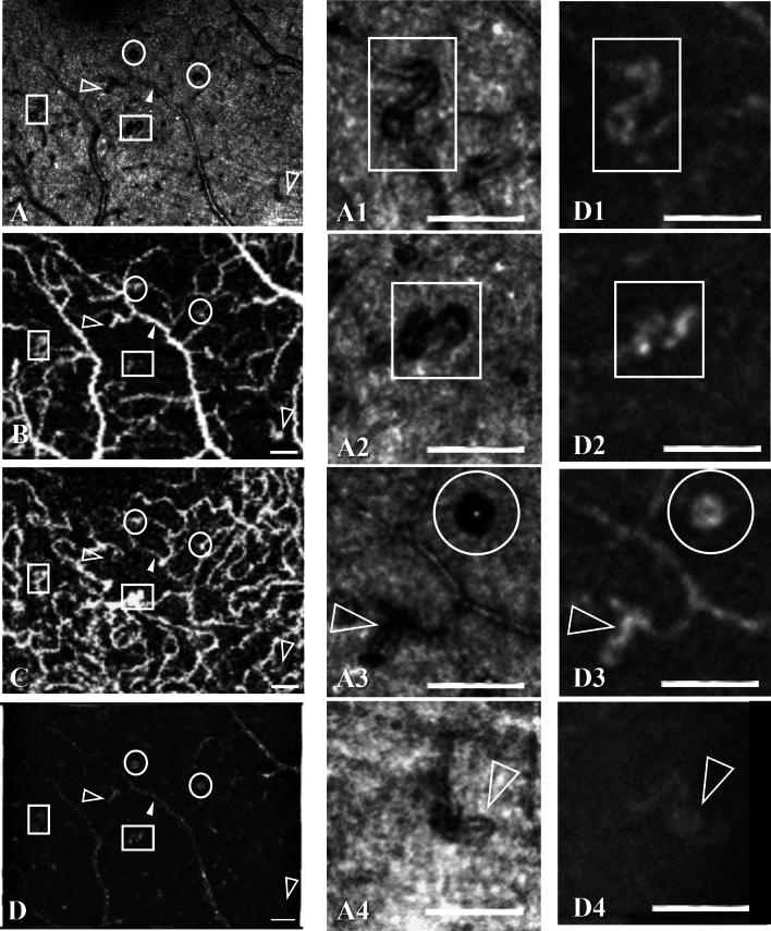 https://cdn.ncbi.nlm.nih.gov/pmc/blobs/12fb/11166634/8328af0a3f7a/41598_2024_63749_Fig3_HTML.jpg