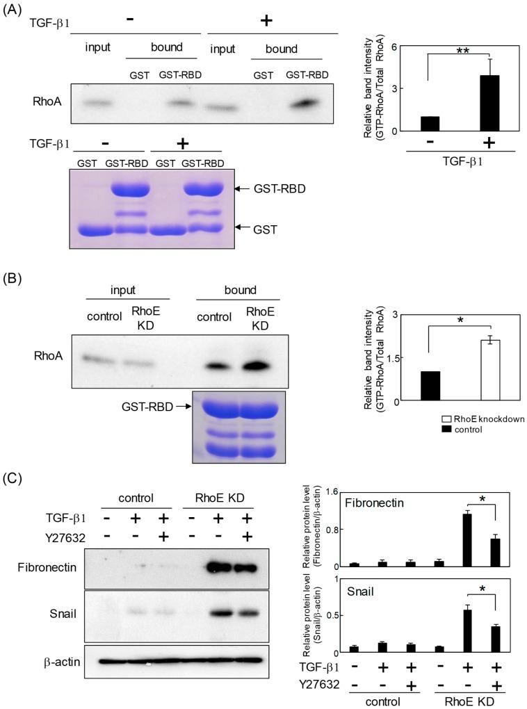 https://cdn.ncbi.nlm.nih.gov/pmc/blobs/12fd/6801947/70c3ac87cc17/ijms-20-04697-g005.jpg