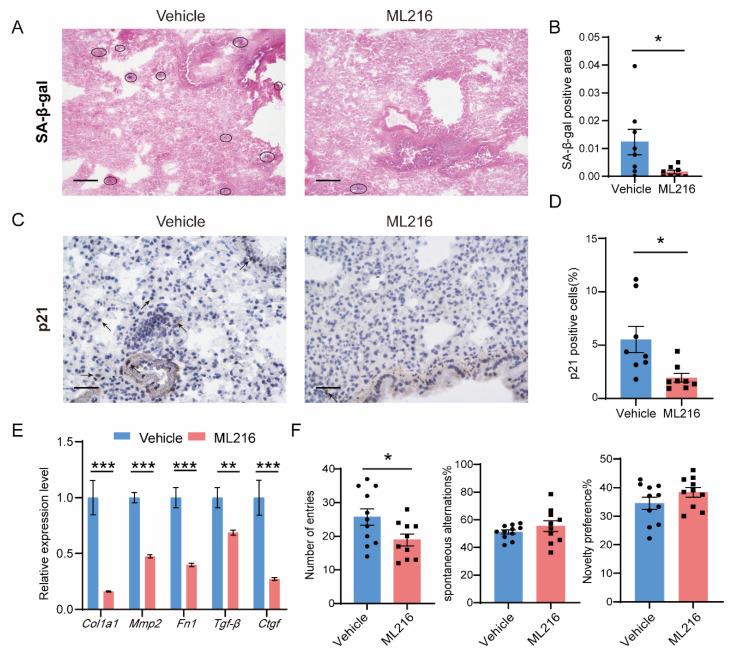 https://cdn.ncbi.nlm.nih.gov/pmc/blobs/12fe/9818470/57b349045737/cells-12-00145-g006.jpg