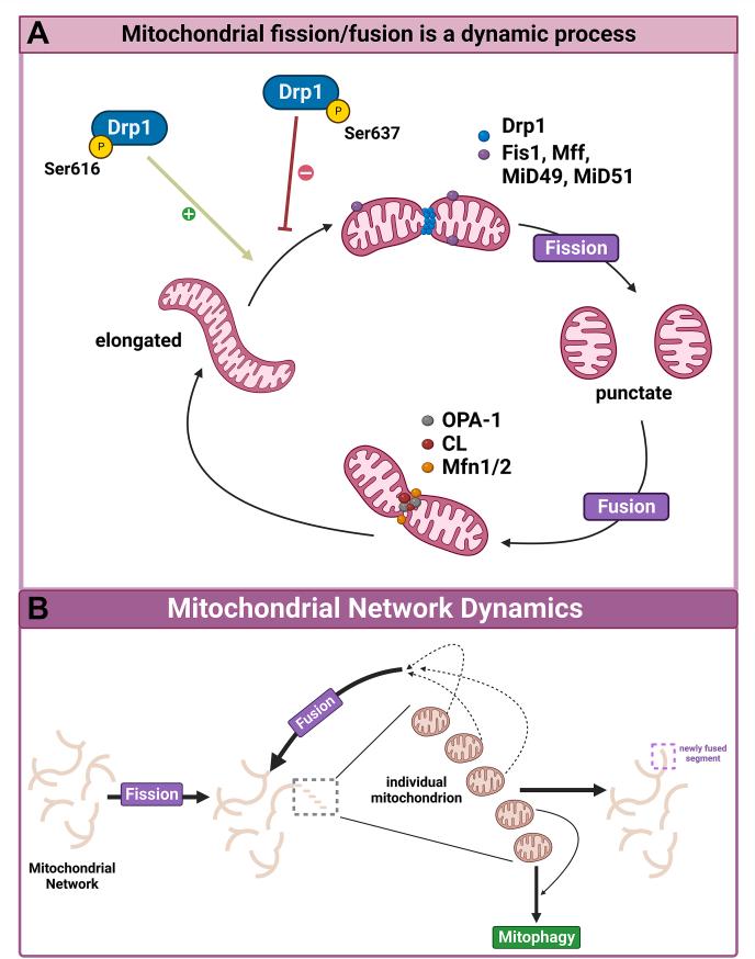 https://cdn.ncbi.nlm.nih.gov/pmc/blobs/1302/10844980/8a7e42fb584b/gr1.jpg