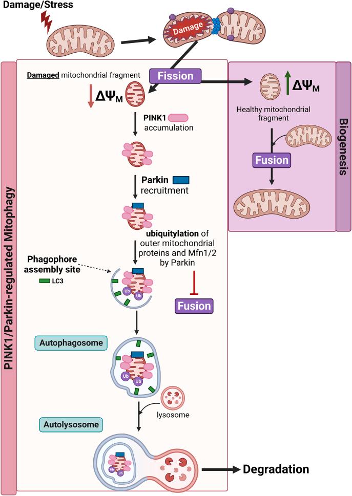 https://cdn.ncbi.nlm.nih.gov/pmc/blobs/1302/10844980/c0d8a6beca5c/gr3.jpg