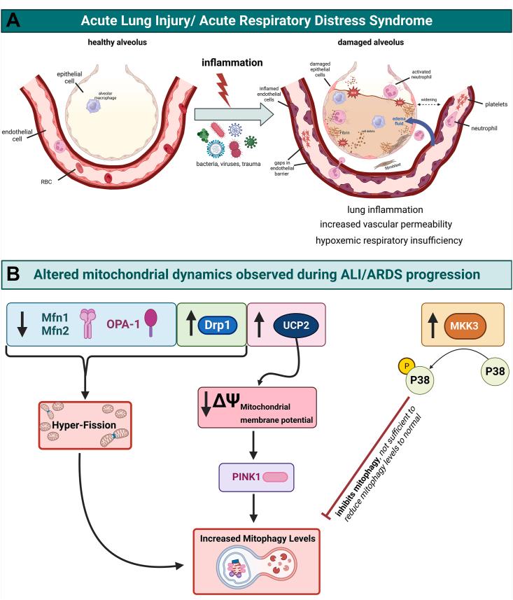https://cdn.ncbi.nlm.nih.gov/pmc/blobs/1302/10844980/ed63e5807eb8/gr7.jpg