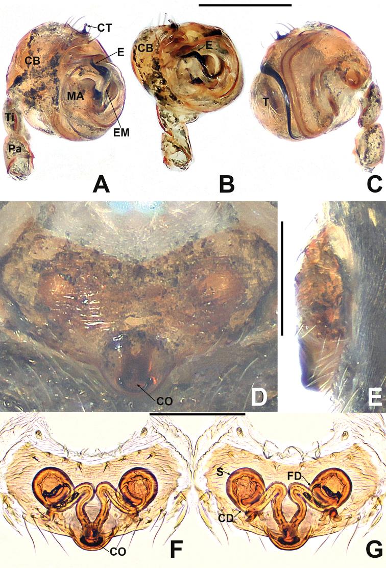 https://cdn.ncbi.nlm.nih.gov/pmc/blobs/1304/7666111/b02a26cb7267/zookeys-988-063-g013.jpg