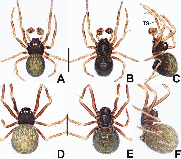 https://cdn.ncbi.nlm.nih.gov/pmc/blobs/1304/7666111/f88525c7f8d3/zookeys-988-063-g014.jpg