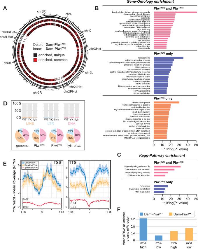 https://cdn.ncbi.nlm.nih.gov/pmc/blobs/1304/8022938/6fedfa07826d/jkaa059f6.jpg